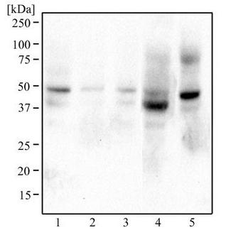 BHLHE41 / BHLHB3 / SHARP1 Antibody - Western Blot: SHARP1 Antibody - Western blot analysis of HeLa (1), Raw 264.7 (2), A431 (3), MCF7 (4), and PC12 (5) using SHARP1 antibody at 2 ug/ml.