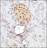 BHLHE41 / BHLHB3 / SHARP1 Antibody - Immunohistochemistry-Paraffin: SHARP1 Antibody - Staining of SHARP1 in mouse pancreas.
