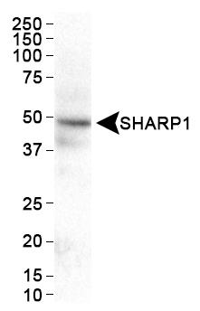 BHLHE41 / BHLHB3 / SHARP1 Antibody - Western Blot: SHARP1 Antibody - WB analysis of SHARP1 in HeLa whole cell extract.