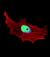 BHLHE41 / BHLHB3 / SHARP1 Antibody - Fluorescent confocal image of MCF-7 cell stained with BHLH3 Antibody. MCF-7 cells were fixed with 4% PFA (20 min), permeabilized with Triton X-100 (0.1%, 10 min), then incubated with BHLH3 primary antibody (1:25, 1 h at 37°C). For secondary antibody, Alexa Fluor 488 conjugated donkey anti-rabbit antibody (green) was used (1:400, 50 min at 37°C). Cytoplasmic actin was counterstained with Alexa Fluor 555 (red) conjugated Phalloidin (7units/ml, 1 h at 37°C). Nuclei were counterstained with DAPI (blue) (10 ug/ml, 10 min). BHLH3 immunoreactivity is localized to nucleus significantly.