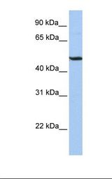 BHLHE41 / BHLHB3 / SHARP1 Antibody - HepG2 cell lysate. Antibody concentration: 1.0 ug/ml. Gel concentration: 12%.  This image was taken for the unconjugated form of this product. Other forms have not been tested.