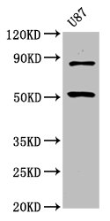 BHLHE41 / BHLHB3 / SHARP1 Antibody - Positive Western Blot detected in U87 whole cell lysate. All lanes: BHLHE41 antibody at 6.75 µg/ml Secondary Goat polyclonal to rabbit IgG at 1/50000 dilution. Predicted band size: 51 KDa. Observed band size: 51 KDa
