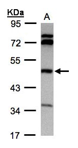BHMT Antibody - Sample (30 ug whole cell lysate). A: Hep G2 . 10% SDS PAGE. BHMT antibody diluted at 1:1000