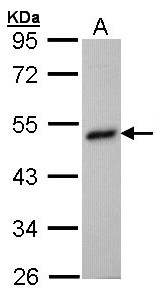 BHMT Antibody - Sample (30 ug of whole cell lysate). A: Hep G2 . 10% SDS PAGE. BHMT antibody diluted at 1:1000