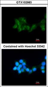 BHMT Antibody - Immunofluorescence of methanol-fixed HepG2 using BHMT antibody at 1:200 dilution.