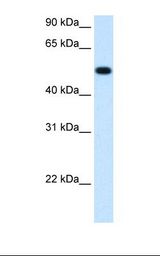 BHMT Antibody - Fetal liver cell lysate. Antibody concentration: 1.25 ug/ml. Gel concentration: 12%.  This image was taken for the unconjugated form of this product. Other forms have not been tested.