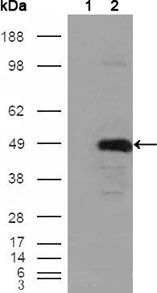 BHMT Antibody - BHMT Antibody in Western Blot (WB)