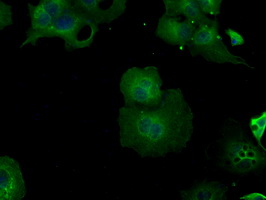 BHMT Antibody - Anti-BHMT mouse monoclonal antibody  immunofluorescent staining of COS7 cells transiently transfected by pCMV6-ENTRY BHMT.