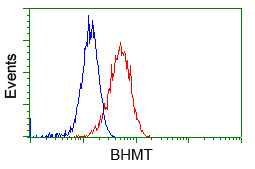BHMT Antibody - Flow cytometry of HeLa cells, using anti-BHMT antibody, (Red), compared to a nonspecific negative control antibody, (Blue).