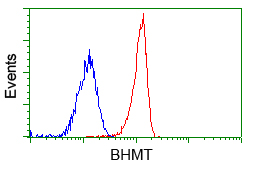 BHMT Antibody - Flow cytometry of Jurkat cells, using anti-BHMT antibody, (Red), compared to a nonspecific negative control antibody, (Blue).