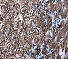 BHMT Antibody - Immunohistochemical staining of paraffin-embedded liver tissue using anti-BHMT mouse monoclonal antibody. (Dilution 1:50).