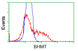 BHMT Antibody - HEK293T cells transfected with either pCMV6-ENTRY BHMT (Red) or empty vector control plasmid (Blue) were immunostained with anti-BHMT mouse monoclonal, and then analyzed by flow cytometry.