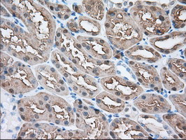 BHMT Antibody - IHC of paraffin-embedded Human Kidney tissue using anti-BHMT mouse monoclonal antibody.