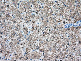 BHMT Antibody - IHC of paraffin-embedded Human liver tissue using anti-BHMT mouse monoclonal antibody.