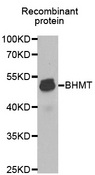 BHMT Antibody - Western blot analysis of extracts of Recombinant protein, using BHMT antibody at 1:1000 dilution. The secondary antibody used was an HRP Goat Anti-Rabbit IgG (H+L) at 1:10000 dilution. Lysates were loaded 25ug per lane and 3% nonfat dry milk in TBST was used for blocking.