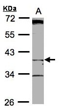 BHMT2 Antibody - Sample (30 ug whole cell lysate). A: Raji . 10% SDS PAGE. BHMT2 antibody diluted at 1:500