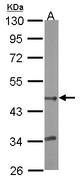 BHMT2 Antibody - Sample (20 ug of whole cell lysate). A: mouse liver. 10% SDS PAGE. BHMT2 antibody diluted at 1:10000.