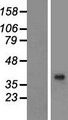 BHMT2 Protein - Western validation with an anti-DDK antibody * L: Control HEK293 lysate R: Over-expression lysate