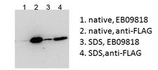 BICC1 Antibody - HEK293 overexpressing Human BICC1 with N-terminal FLAG, probed with rabbit anti-BCC1 in Western Blot after IP using either Goat Anti-BICC1 (aa223-234) Antibody or anti-FLAG antibody in the presence or absence of SDS.