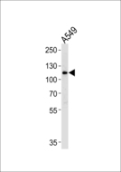 BICC1 Antibody - Western blot of lysate from A549 cell line with BICC1 Antibody. Antibody was diluted at 1:1000. A goat anti-rabbit IgG H&L (HRP) at 1:5000 dilution was used as the secondary antibody. Lysate at 35 ug.