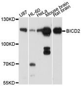 BICD2 Antibody - Western blot analysis of extracts of various cell lines, using BICD2 antibody at 1:1000 dilution. The secondary antibody used was an HRP Goat Anti-Rabbit IgG (H+L) at 1:10000 dilution. Lysates were loaded 25ug per lane and 3% nonfat dry milk in TBST was used for blocking. An ECL Kit was used for detection and the exposure time was 30s.