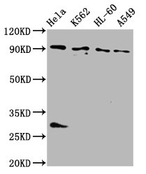 BICD2 Antibody - Western Blot Positive WB detected in: Hela whole cell lysate, K562 whole cell lysate, HL-60 whole cell lysate, A549 whole cell lysate All Lanes: BICD2 antibody at 4µg/ml Secondary Goat polyclonal to rabbit IgG at 1/50000 dilution Predicted band size: 94, 97 KDa Observed band size: 94 KDa