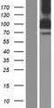 BICD2 Protein - Western validation with an anti-DDK antibody * L: Control HEK293 lysate R: Over-expression lysate