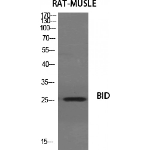 BID Antibody - Western blot of BID antibody