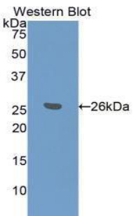 BID Antibody - Western blot of recombinant BID.  This image was taken for the unconjugated form of this product. Other forms have not been tested.