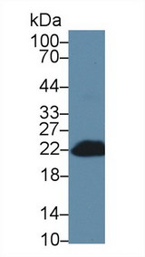 BID Antibody - Western Blot; Sample: Mouse Blood Cells lysate; Primary Ab: 1µg/ml Rabbit Anti-Mouse Bid Antibody Second Ab: 0.2µg/mL HRP-Linked Caprine Anti-Rabbit IgG Polyclonal Antibody
