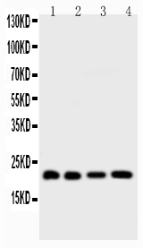 BID Antibody - Western blot - Anti-Bid Picoband Antibody