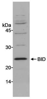 BID Antibody - Detection of Mouse BID by Western Blot. Sample: Whole cell lysate (40 ug) from mouse embryonic fibroblast (MEF) cells. Antibody: Affinity purified rabbit anti-mouse BID antibody used at 1 ug/ml. Detection: Chemiluminescence.