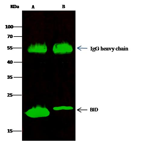 BID Antibody - BID was immunoprecipitated using: Lane A: 0.5 mg Jurkat Whole Cell Lysate. Lane B: 0.5 mg RAW264.7 Whole Cell Lysate. 2 uL anti-BID rabbit polyclonal antibody and 15 ul of 50% Protein G agarose. Primary antibody: Anti-BID rabbit polyclonal antibody, at 1:200 dilution. Secondary antibody: Dylight 800-labeled antibody to rabbit IgG (H+L), at 1:5000 dilution. Developed using the odssey technique. Performed under reducing conditions. Predicted band size: 22 kDa. Observed band size: 22 kDa.