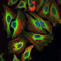 BID Antibody - Immunofluorescence of HeLa cells using BID mouse monoclonal antibody (green). Blue: DRAQ5 fluorescent DNA dye. Red: Actin filaments have been labeled with Alexa Fluor-555 phalloidin.