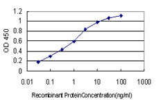 BID Antibody - Detection limit for recombinant GST tagged BID is approximately 0.03 ng/ml as a capture antibody.