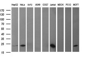BID Antibody - Western blot of extracts (35ug) from 9 different cell lines by using anti-BID monoclonal antibody (HepG2: human; HeLa: human; SVT2: mouse; A549: human; COS7: monkey; Jurkat: human; MDCK: canine; PC12: rat; MCF7: human).