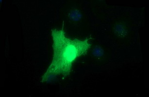 BID Antibody - Anti-BID mouse monoclonal antibody immunofluorescent staining of COS7 cells transiently transfected by pCMV6-ENTRY BID.