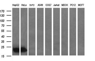 BID Antibody - Western blot of extracts (35ug) from 9 different cell lines by using anti-BID monoclonal antibody (HepG2: human; HeLa: human; SVT2: mouse; A549: human; COS7: monkey; Jurkat: human; MDCK: canine; PC12: rat; MCF7: human).