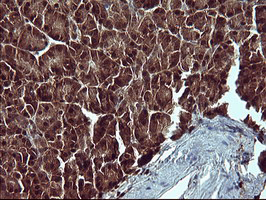 BID Antibody - IHC of paraffin-embedded Human pancreas tissue using anti-BID mouse monoclonal antibody. (Heat-induced epitope retrieval by 10mM citric buffer, pH6.0, 120°C for 3min).