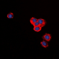 BID Antibody - Immunofluorescent analysis of BID staining in RAW264.7 cells. Formalin-fixed cells were permeabilized with 0.1% Triton X-100 in TBS for 5-10 minutes and blocked with 3% BSA-PBS for 30 minutes at room temperature. Cells were probed with the primary antibody in 3% BSA-PBS and incubated overnight at 4 deg C in a humidified chamber. Cells were washed with PBST and incubated with a DyLight 594-conjugated secondary antibody (red) in PBS at room temperature in the dark. DAPI was used to stain the cell nuclei (blue).