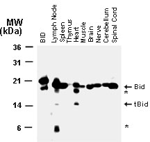 BID Antibody - Western blot of Bid in normal mouse tissues using Polyclonal Antibody to Bid at 1:2000. BID = recombinant Bid. Arrowheads indicate the positions of the full-length (uncleaved) ~22 kD Bid and the ~15 kD truncated form of Bid (tBid) typical of the caspase-cleavage. Additional bands representing partial Bid degradation products are indicated by asterisks (*).