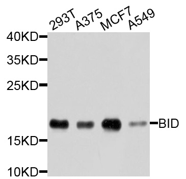 BID Antibody - Western blot analysis of extracts of various cells.