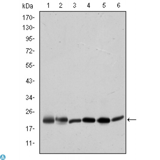 BID Antibody - Western Blot (WB) analysis using BID Monoclonal Antibody against HeLa (1), A431 (2), Jurkat (3), A549 (4), HepG2 (5), and HEK293 (6) cell lysate.