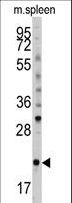 BID Antibody - Western blot of anti-mouse BID Antibody (S61) in mouse spleen tissue lysates (35 ug/lane). BID (arrow) was detected using the purified antibody.