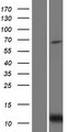 BID Protein - Western validation with an anti-DDK antibody * L: Control HEK293 lysate R: Over-expression lysate
