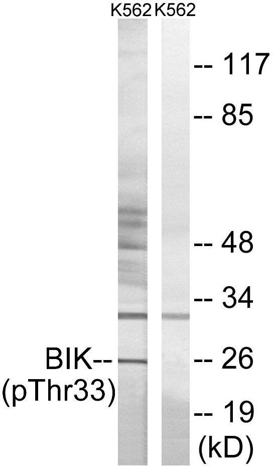 BIK Antibody - Western blot analysis of lysates from K562 cells, using BIK (Phospho-Thr33) Antibody. The lane on the right is blocked with the phospho peptide.