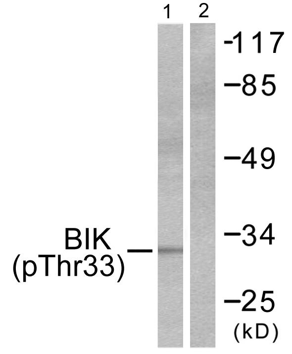 BIK Antibody - Western blot analysis of extracts from HepG2 cells, using BIK (Phospho-Thr33) antibody ( Line 1 and 2).