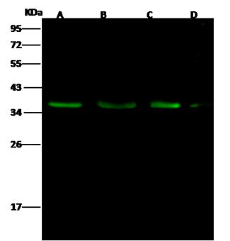 BIK Antibody - Anti-BIK rabbit polyclonal antibody at 1:500 dilution. Lane A: A549 Whole Cell Lysate. Lane B: Jurakt Whole Cell Lysate. Lane C: HepG2 Whole Cell Lysate. Lane D: A431 Whole Cell Lysate. Lysates/proteins at 30 ug per lane. Secondary: Goat Anti-Rabbit IgG H&L (Dylight 800) at 1/10000 dilution. Developed using the Odyssey technique. Performed under reducing conditions. Predicted band size: 39 kDa. Observed band size: 37 kDa.