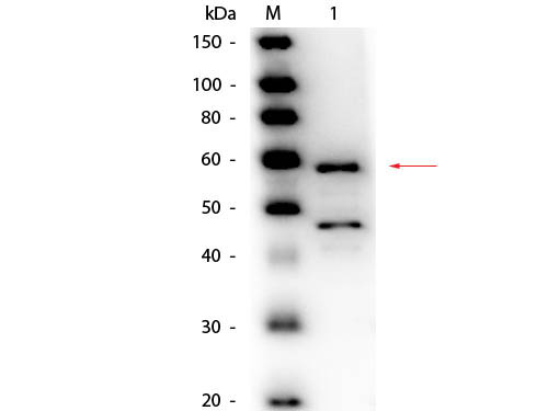 Bilirubin Oxidase Antibody - Western Blot of Goat anti-Bilirubin Oxidase (Myrothecium verrucaria) Antibody Peroxidase Conjugated. Lane 1: Bilirubin Oxidase (Myrothecium verrucaria). Load: 50 ng per lane. Primary antibody: Goat anti-Bilirubin Oxidase (Myrothecium verrucaria) Antibody Peroxidase Conjugated at 1:1,000 overnight at 4°C. Secondary antibody: n/a. Block: MB-070 for 30 minutes at RT. Predicted/Observed size: 64 kDa, 60 kDa for Bilirubin Oxidase. Other band(s): Bilirubin Oxidase splice variants and isoforms.