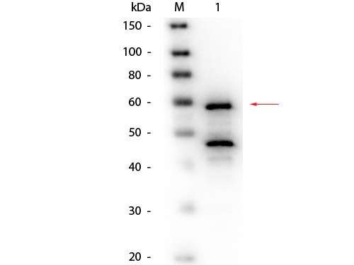 Bilirubin Oxidase Antibody - Western Blot of Goat anti-Bilirubin Oxidase (Myrothecium verrucaria) Antibody Biotin Conjugated. Lane 1: Bilirubin Oxidase (Myrothecium verrucaria). Load: 50 ng per lane. Primary antibody: Goat anti-Bilirubin Oxidase (Myrothecium verrucaria) Antibody Biotin Conjugated at 1:1,000 overnight at 4°C. Secondary antibody: HRP Streptavidin 1:40,000 in MB-070 for 30 min at RT. Block: MB-070 for 30 minutes at RT. Predicted/Observed size: 64 kDa, 60 kDa for Bilirubin Oxidase. Other band(s): Bilirubin Oxidase splice variants and isoforms.